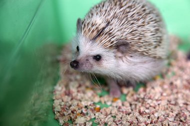 Açık renkli küçük bir Afrikalı kirpi yeşil bir arka planda oturuyor