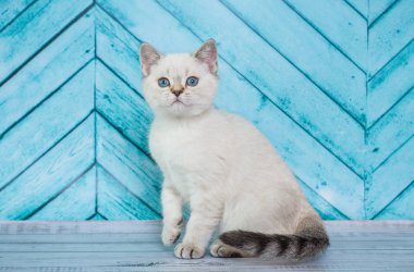  İskoç hetero kedi