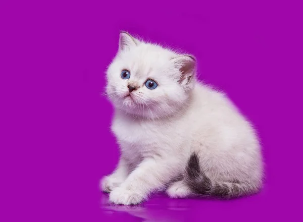 Scottish Διπλώνετε Γάτα Μπλε Σημείο — Φωτογραφία Αρχείου