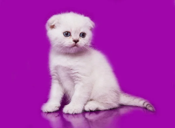 Scottish Fold Kat Blue Point — Stockfoto