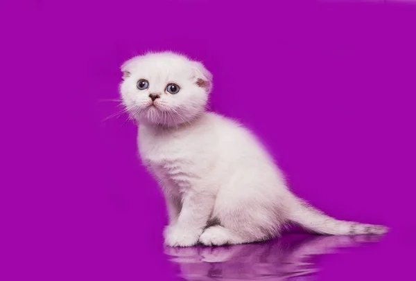 Scottish Fold Kat Blue Point — Stockfoto