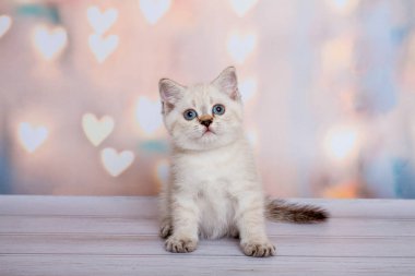 İskoç Fold kedi mavi nokta