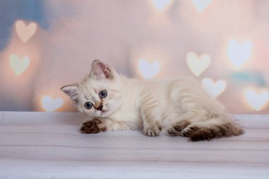 İskoç Fold kedi mavi nokta