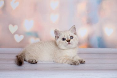 İskoç Fold kedi mavi nokta