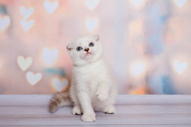 İskoç Fold kedi mavi nokta