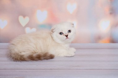 İskoç Fold kedi mavi nokta