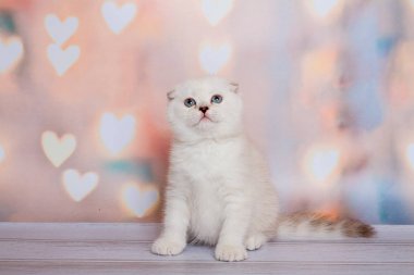 İskoç Fold kedi mavi nokta