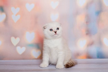 İskoç Fold kedi mavi nokta