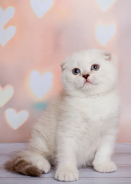 Scottish Fold Cats Blue Point — Stockfoto