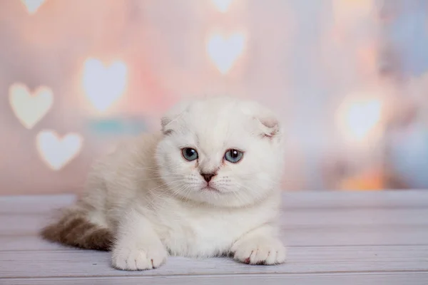 Scottish Fold Cat Blue Point — Stock Photo, Image