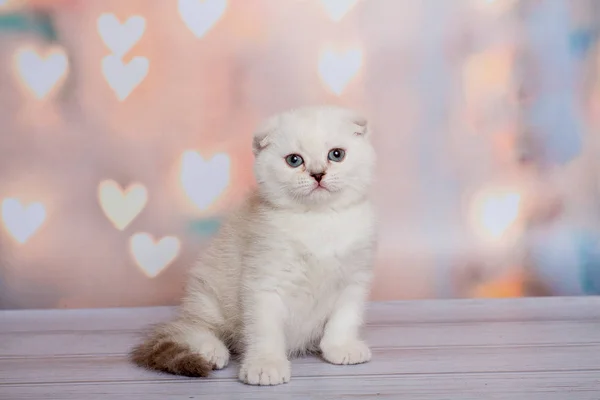 Escocês Dobre Cat Blue Point — Fotografia de Stock