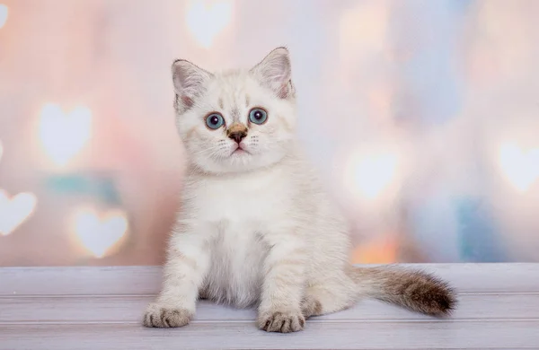 Punto Azul Gato Fold Escocés — Foto de Stock