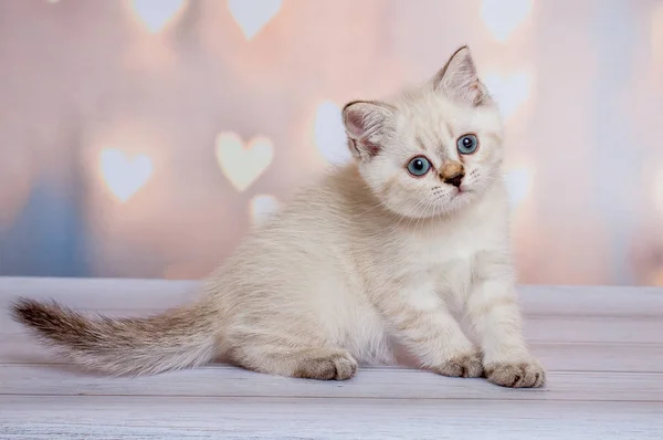 Schottische Falte Katze Blue Point — Stockfoto