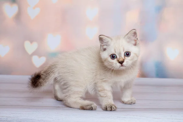 スコティッシュフォールド猫ブルー ポイント — ストック写真