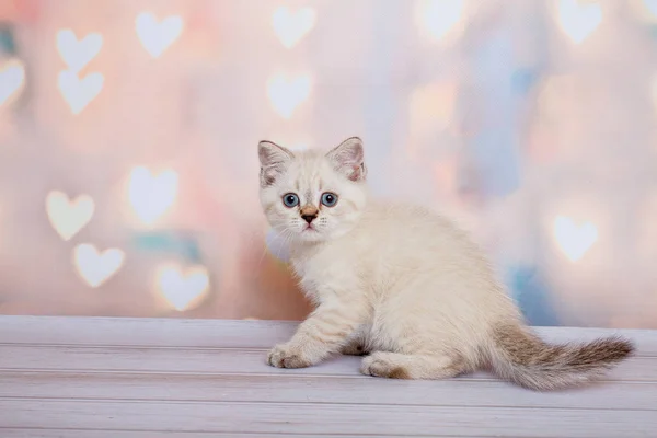 Escocês Dobre Cat Blue Point — Fotografia de Stock