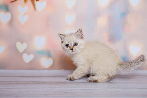 Шотландская Вислоухая Кошка Блю Пойнт — стоковое фото