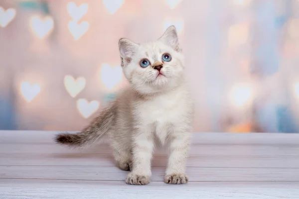 Scottish Fold Cat Blue Point — Foto Stock