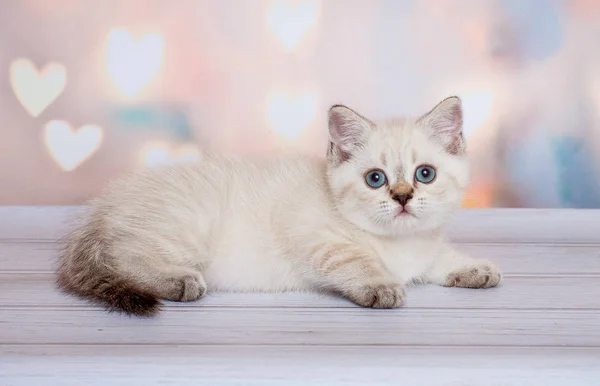 Schottische Falte Katze Blue Point — Stockfoto