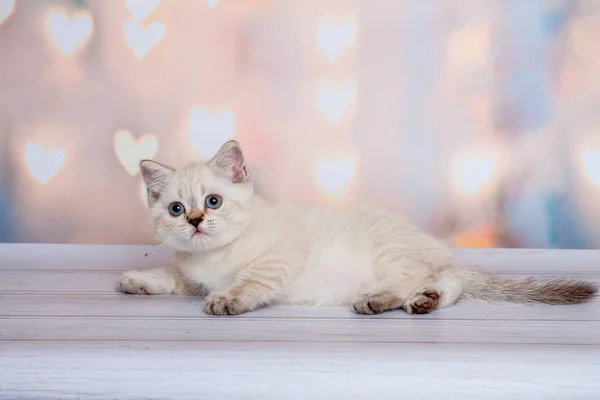 Punto Azul Gato Fold Escocés — Foto de Stock