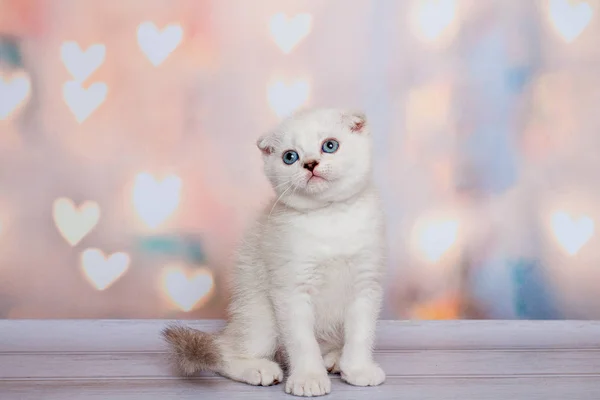 Scottish Fold Cats Blue Point — Stockfoto