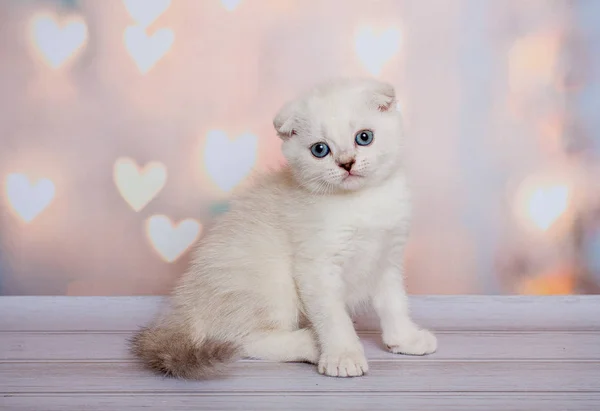 Escocês Dobre Cat Blue Point — Fotografia de Stock