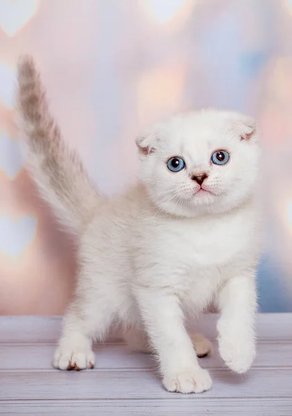 Scottish Fold Chat Bleu Point — Photo