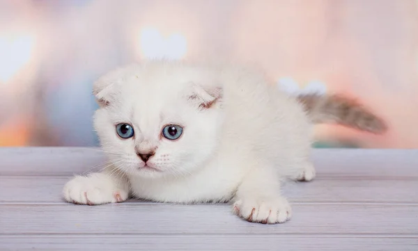 Scottish Fold Cat Blue Point — Stock Photo, Image