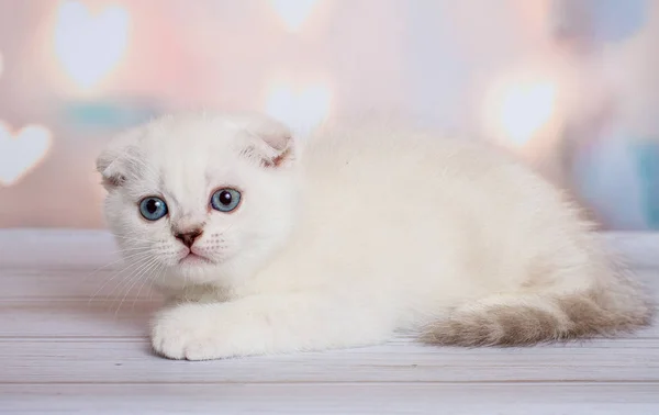 Skotské Klapouché Kočky Modrý Bod — Stock fotografie