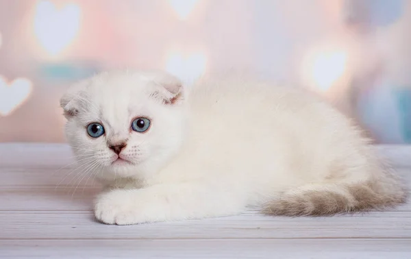 Schottische Falte Katze Blue Point — Stockfoto