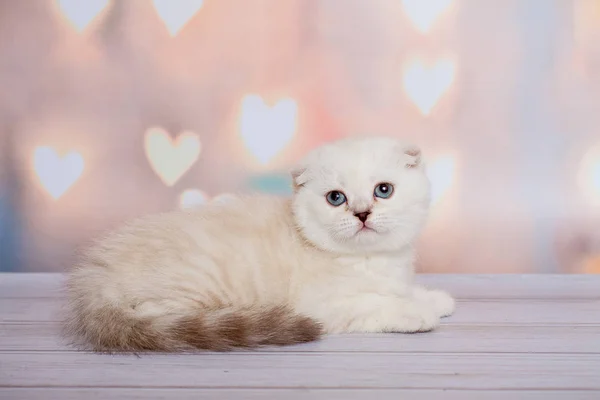 Punto Azul Gato Fold Escocés — Foto de Stock