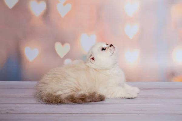 Шотландская Вислоухая Кошка Блю Пойнт — стоковое фото