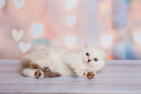 スコティッシュフォールド猫ブルー ポイント — ストック写真