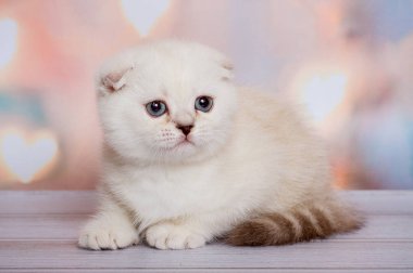  İskoç fold kedicik