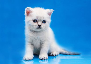  küçük İskoç boğaz kedi yavrusu