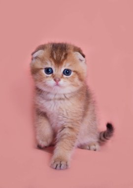  küçük İskoç boğaz kedi yavrusu