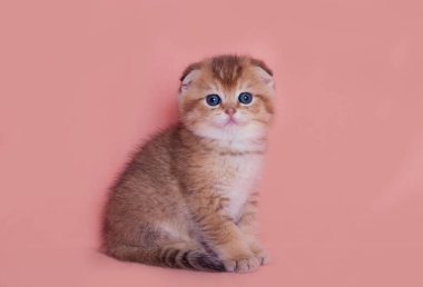  küçük İskoç boğaz kedi yavrusu