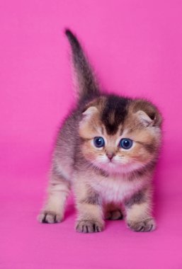  İskoç fold kedicik