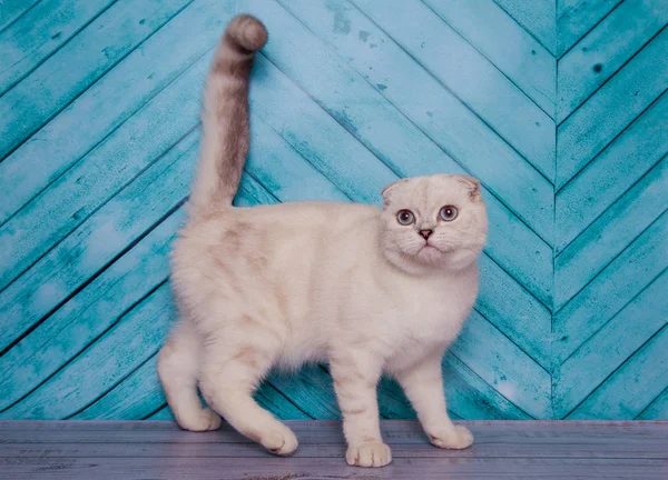 Gato Pliegue Escocés Sobre Fondo Monofónico —  Fotos de Stock