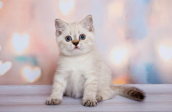 Pequeño Escocés Estrecho Gatito — Foto de Stock