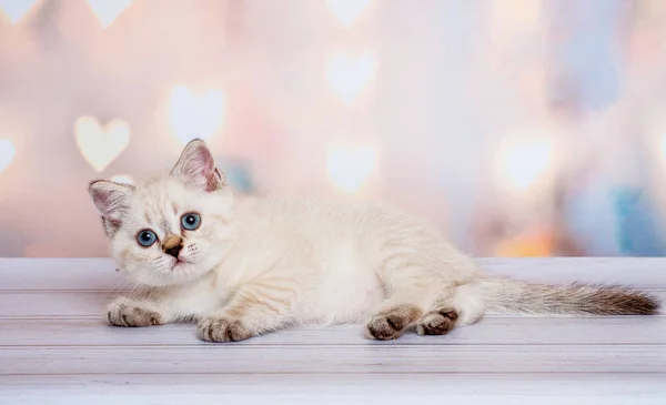 Pequeño Escocés Estrecho Gatito — Foto de Stock