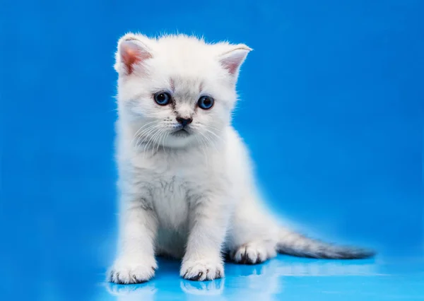 Little Scottish Strait Kitten — Stock Photo, Image