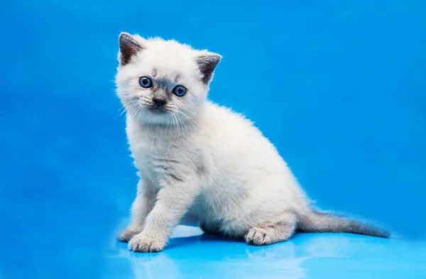 Mały Kotek Cieśninę Szkocki — Zdjęcie stockowe