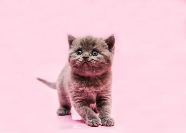 Little Scottish Strait Kitten — Stock Photo, Image