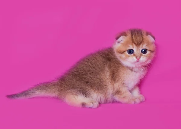 Pequeno Escocês Dobra Gatinho — Fotografia de Stock