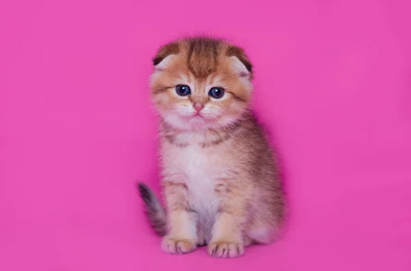 スコティッシュフォールド子猫 — ストック写真