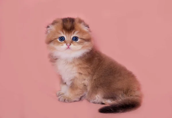 ハイランド フォールド子猫 — ストック写真