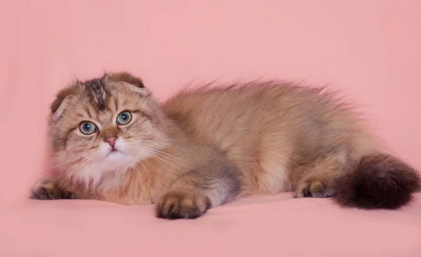 Little Highland Fold Kitten — Stock Photo, Image