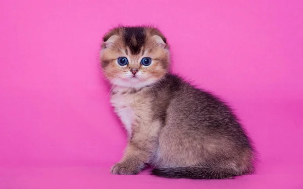 Little Scottish Fold Kitten — Stock Photo, Image