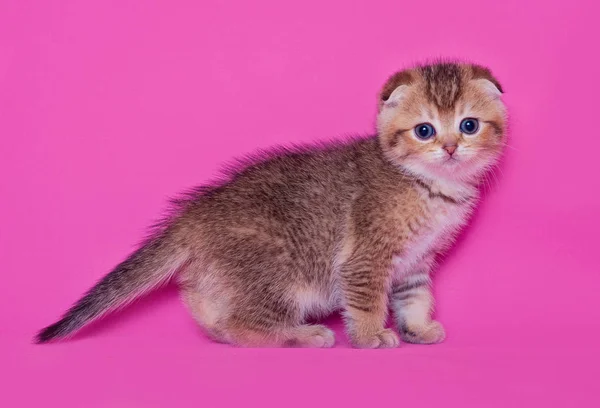 スコティッシュフォールド子猫 — ストック写真