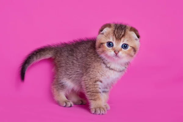 Little Scottish Fold Kitten — Stock Photo, Image